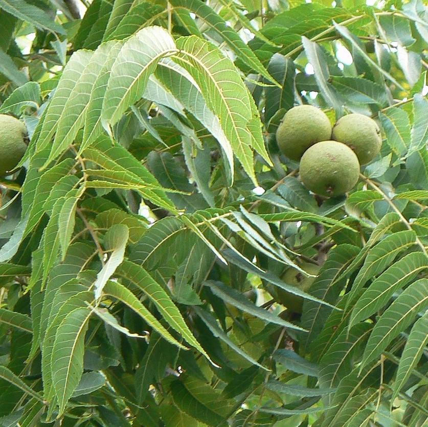 Walnut Tree, Black Walnut - Image 3