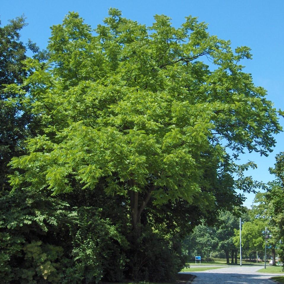 Walnut Tree, Black Walnut - Image 4