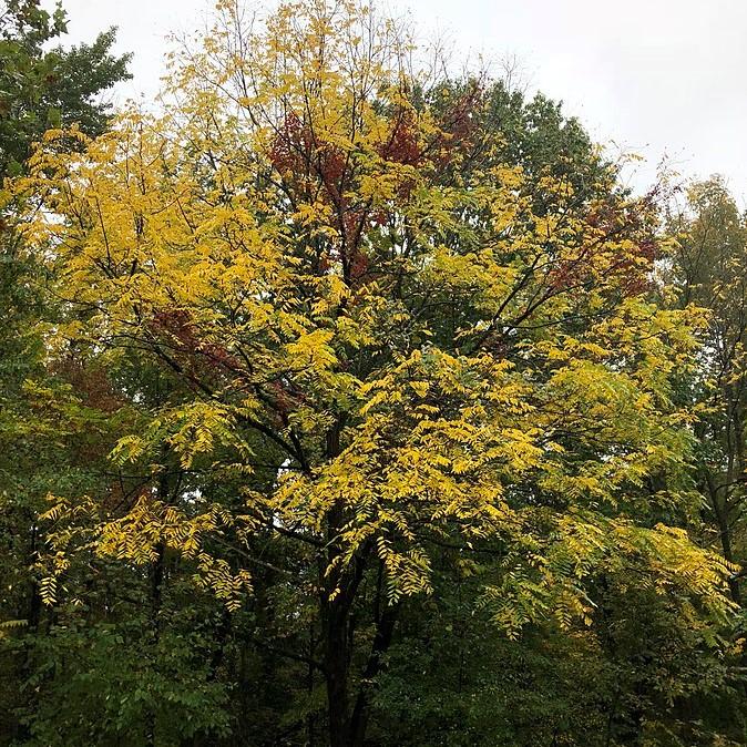 Walnut Tree, Black Walnut - Image 5