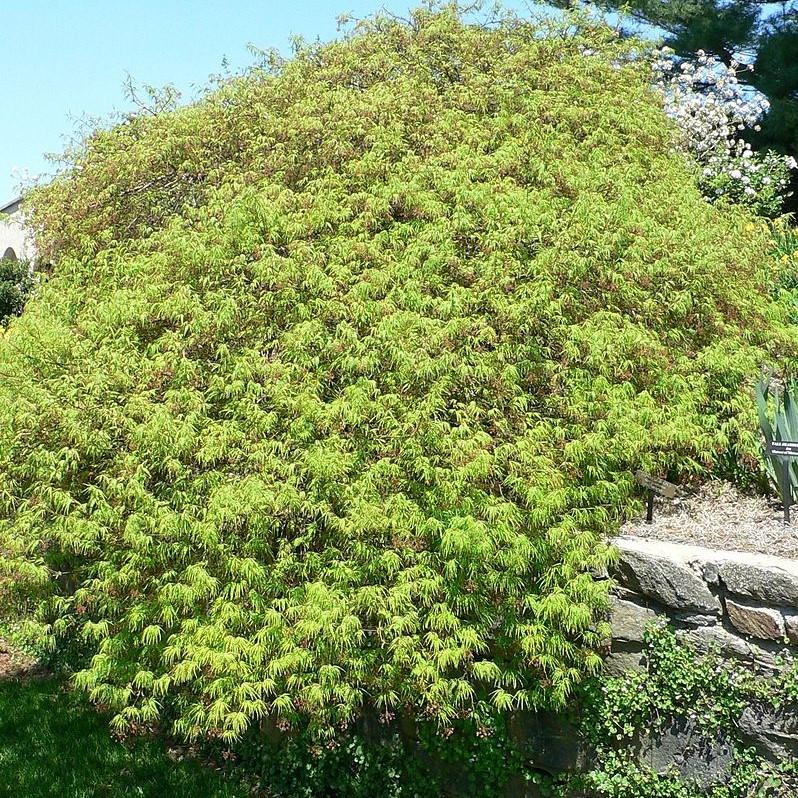Maple, Waterfall Japanese Maple - Image 3