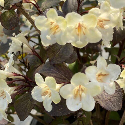 Weigela, Wine & Spirits® Weigela - Image 3