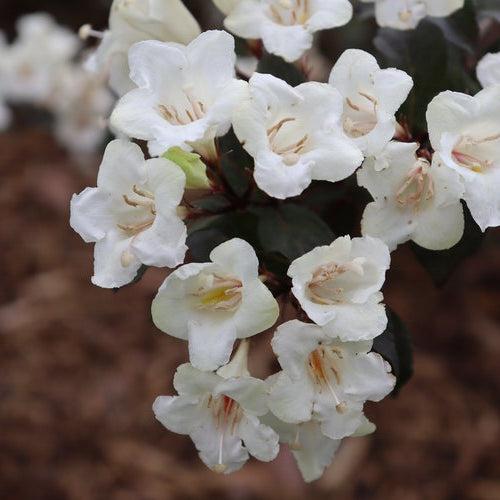 Weigela, Wine & Spirits® Weigela - Image 4