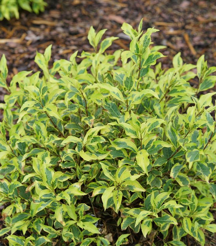 Weigela, Bubbly Wine™ Weigela - Image 2