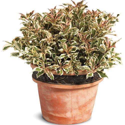Weigela, My Monet® Weigela - Image 3
