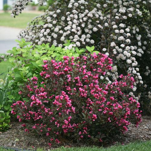 Weigela, Wine & Roses® Weigela - Image 3