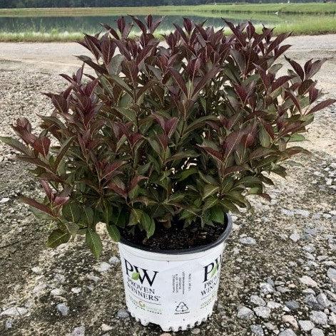 Weigela, Wine & Roses® Weigela - Image 4
