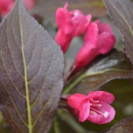 Weigela, Spilled Wine® Weigela - Image 3
