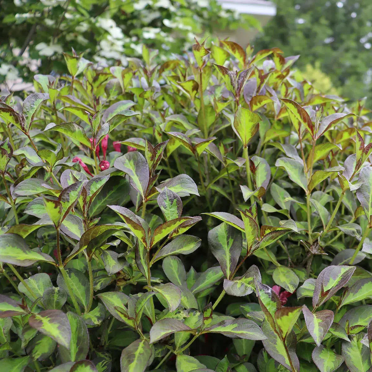 Weigela, Vinho Verde - Image 3
