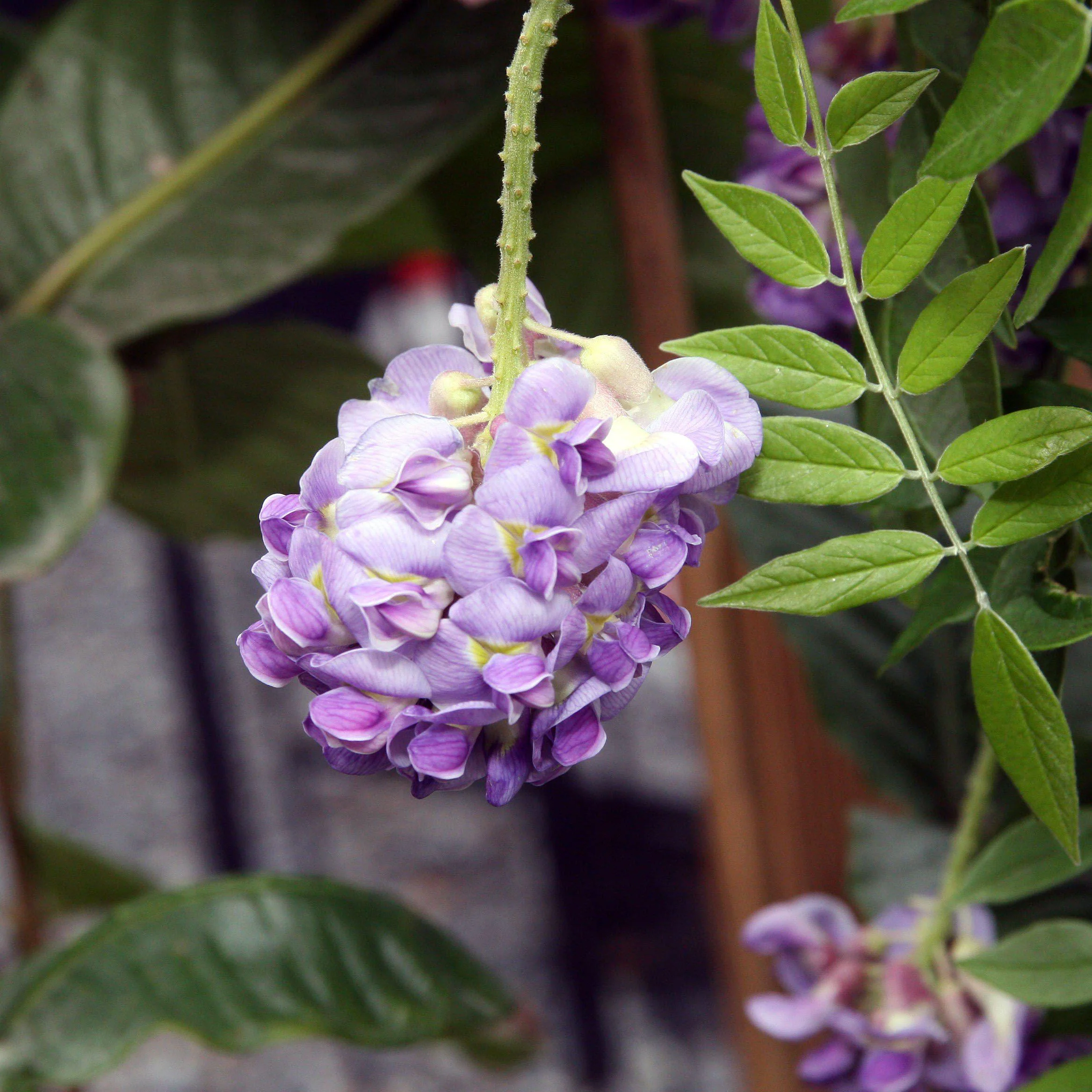 Wisteria, Amethyst Falls Wisteria - Image 3