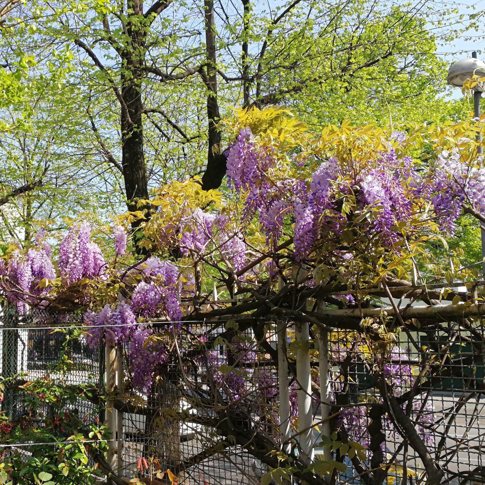Wisteria, Amethyst Falls Wisteria - Image 4