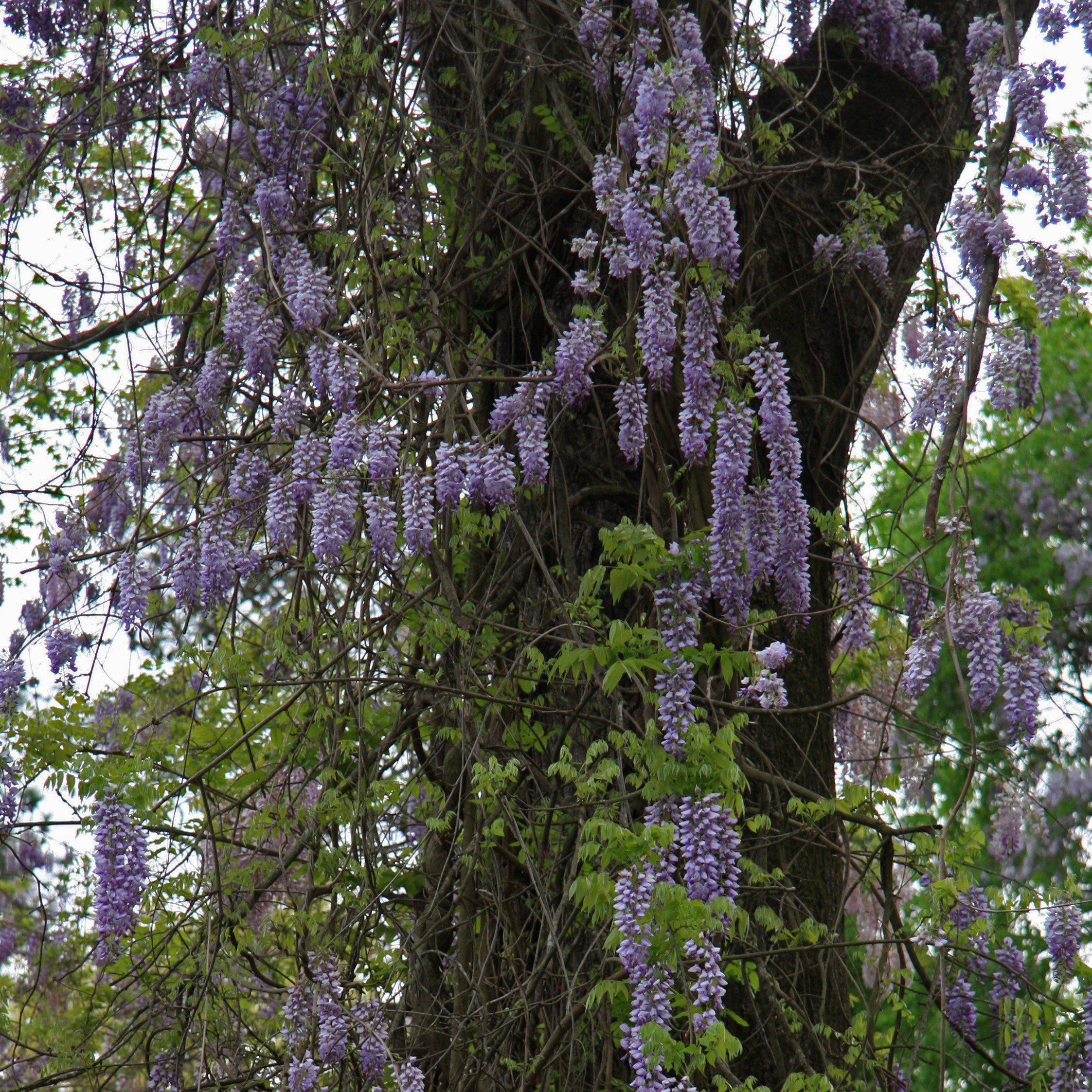 Wisteria, Amethyst Falls Wisteria - Image 7