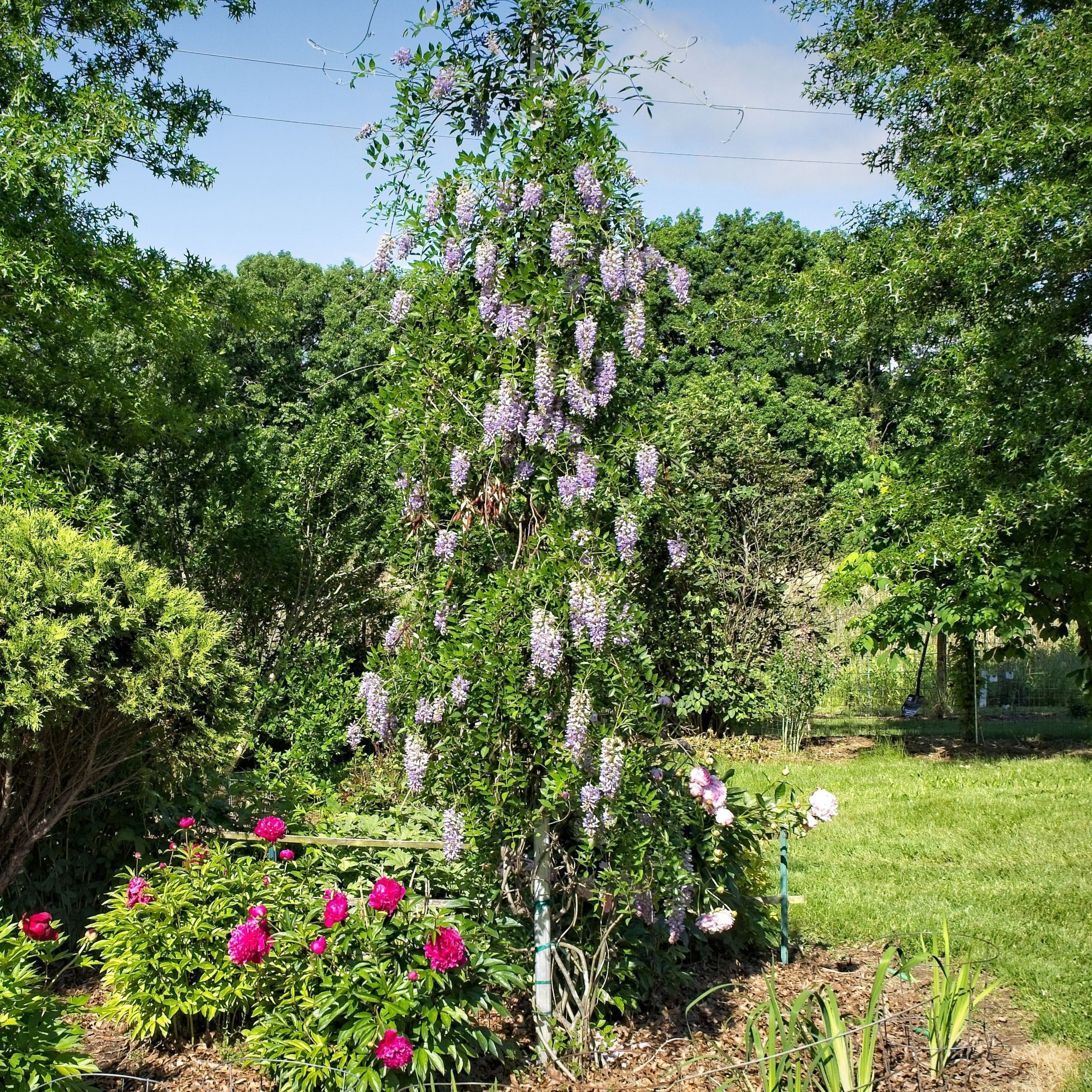 Wisteria, Blue Moon Wisteria - Image 3