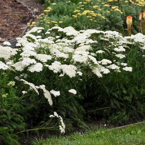 Yarrow, Firefly Diamond Yarrow