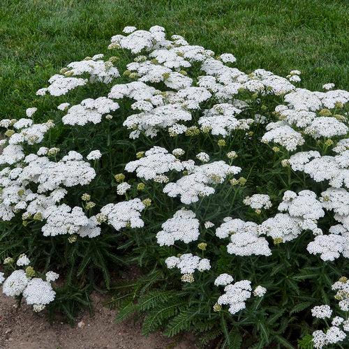 Yarrow, Firefly Diamond Yarrow - Image 2