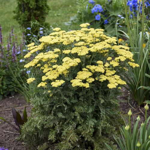 Yarrow, Firefly Sunshine Yarrow - Image 2