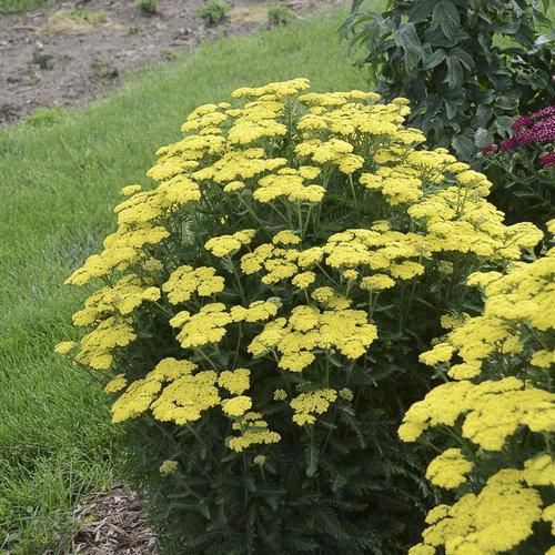 Yarrow, Firefly Sunshine Yarrow - Image 3