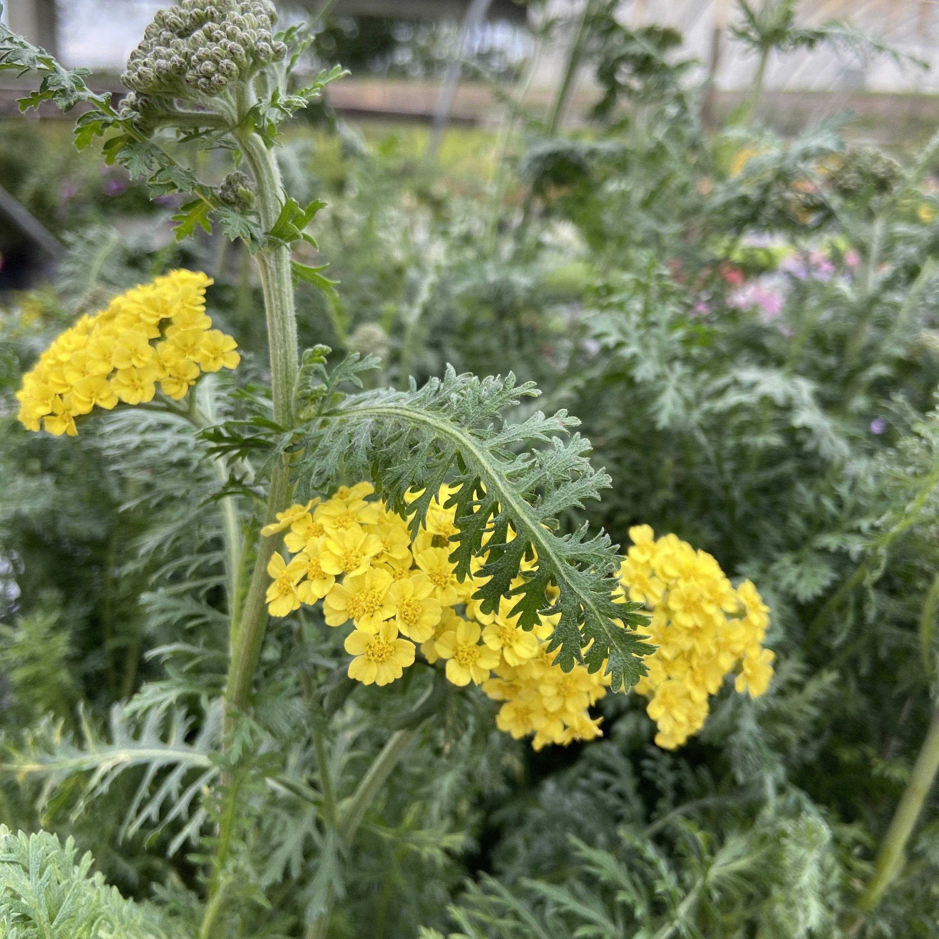 Yarrow, Firefly Sunshine Yarrow - Image 4
