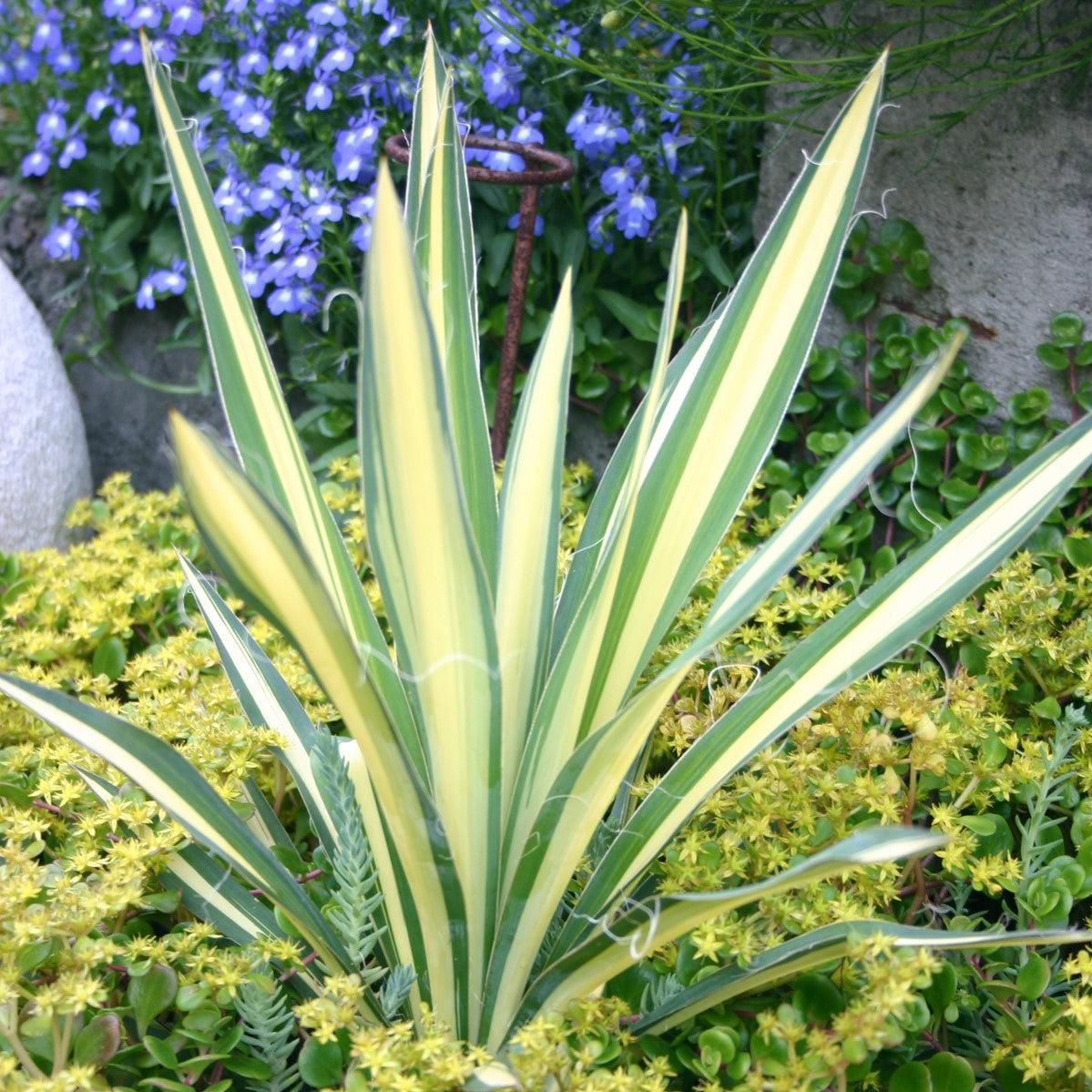 Yucca, Color Guard Adam's Needle