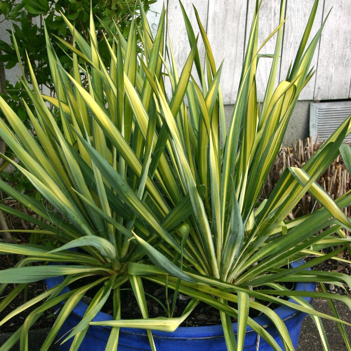 Yucca, Color Guard Adam's Needle - Image 2